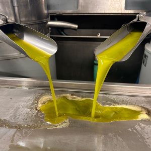Olive Oil